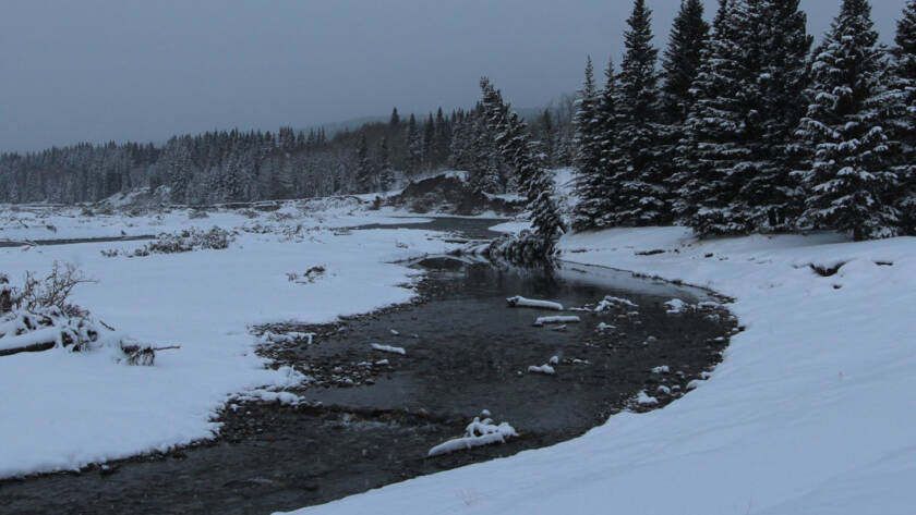 Bragg creek surrounded by snow and trees