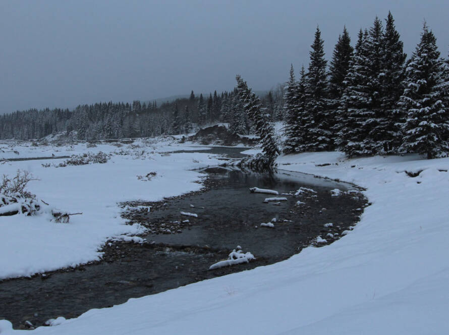 Bragg creek surrounded by snow and trees