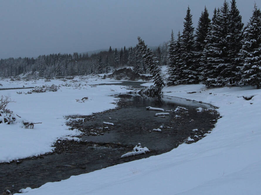 Bragg creek surrounded by snow and trees