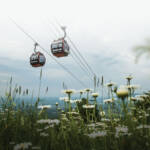Gondola view from below, with flowers peeking into the frame