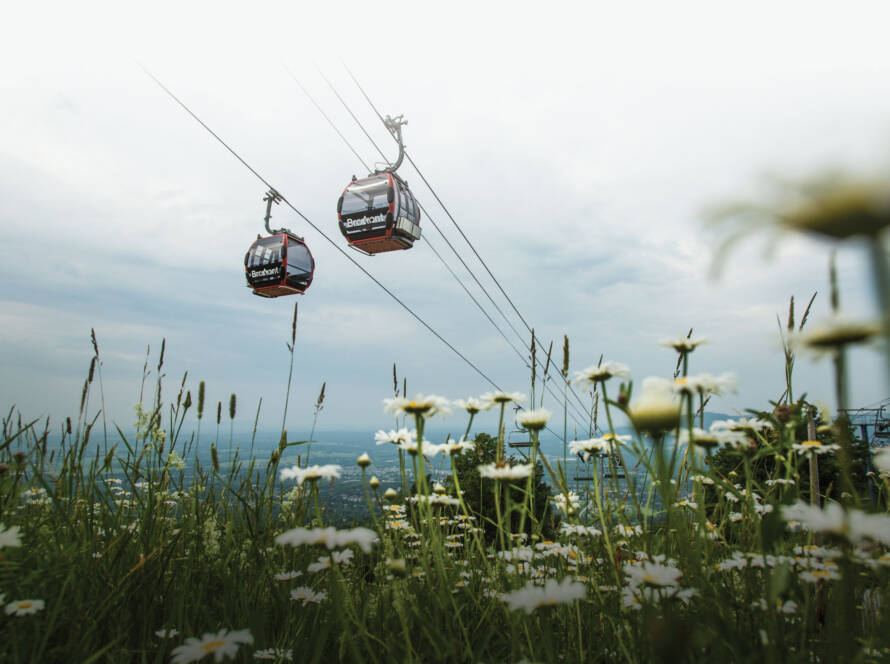 Gondola view from below, with flowers peeking into the frame