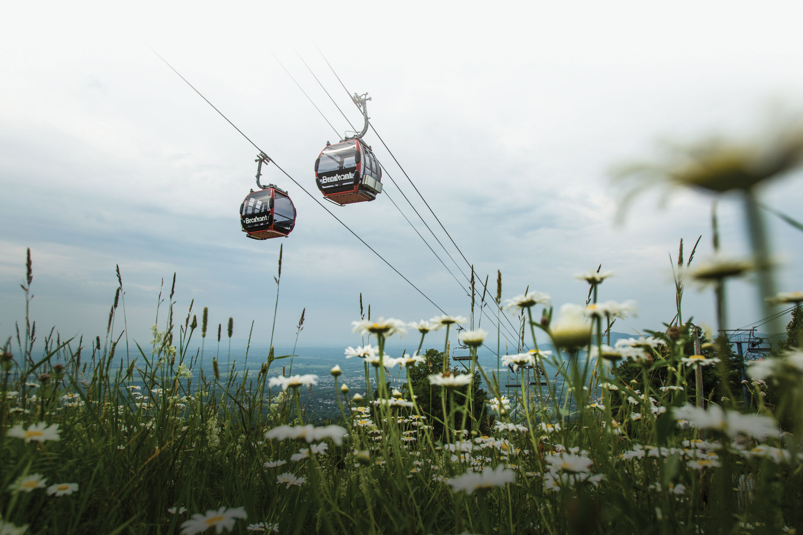 Gondola view from below, with flowers peeking into the frame